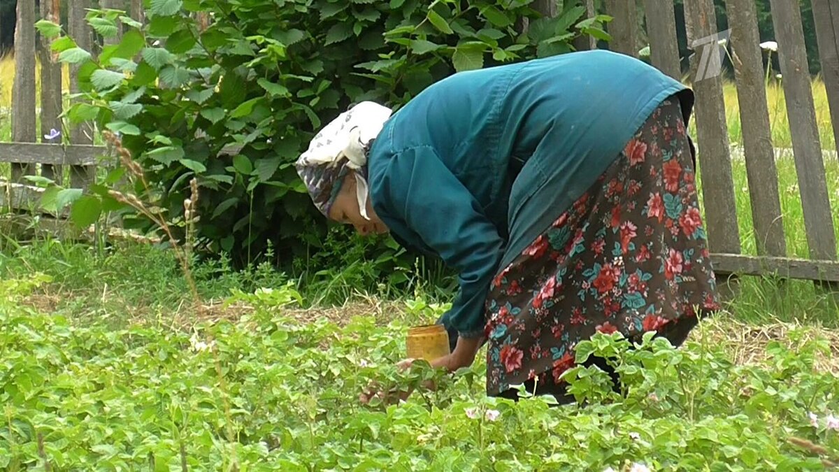 Погружение в мир огородничества: советы для пожилых людей