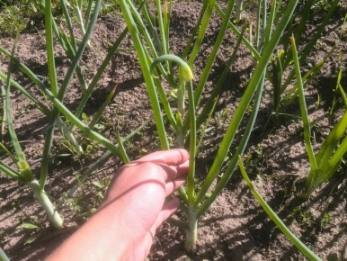 Как предотвратить стрелкование лука: удобные советы для дачников