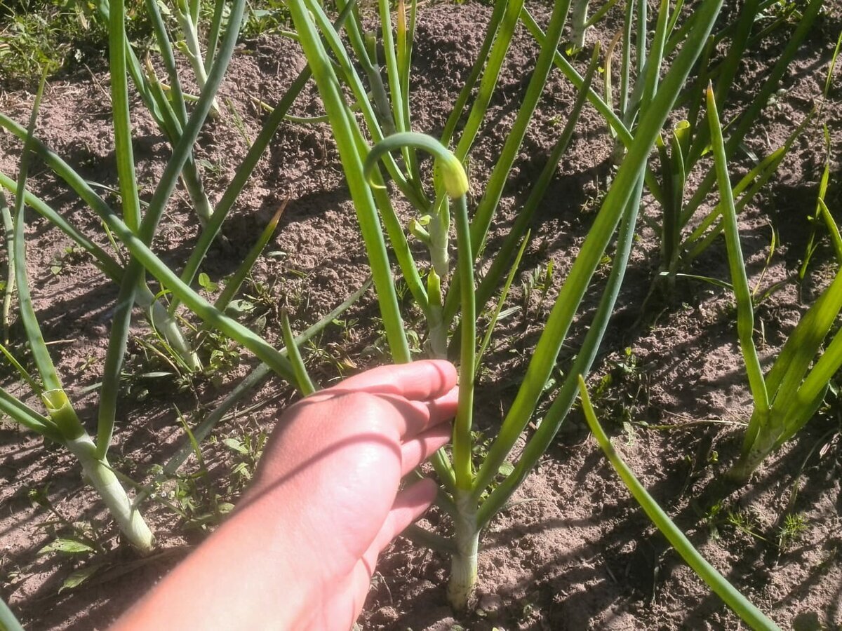 Как предотвратить стрелкование лука: удобные советы для дачников