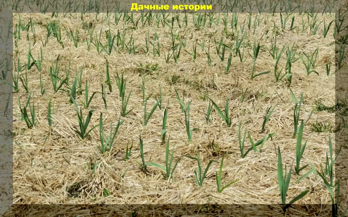Ошибки осеннего мульчирования лука и чеснока: как избежать низких урожаев
