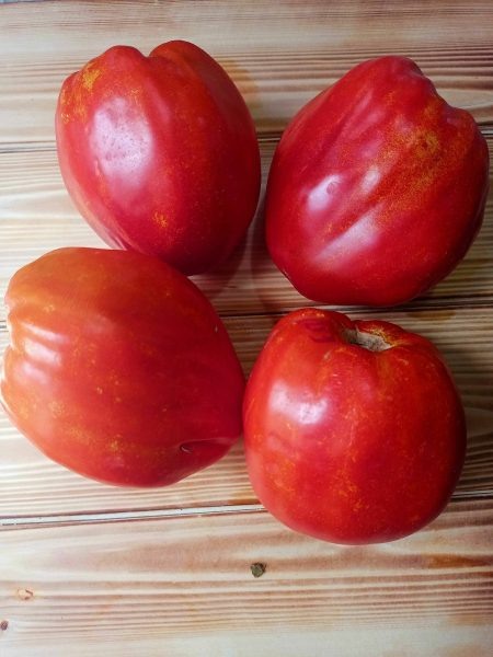 Томат немецкого бычьего сердца Гомера: секреты крупного урожая