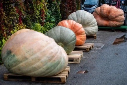 ������� �����: ��� �������� ����������� ����?