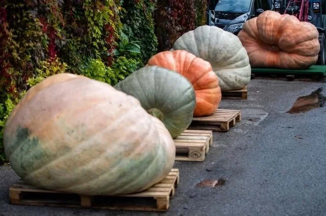 Зеленая тыква: что скрывает непривычный цвет?