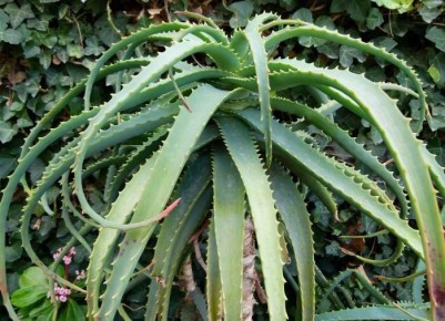 Как сделать алоэ цветущим: советы по уходу и условиям для успеха