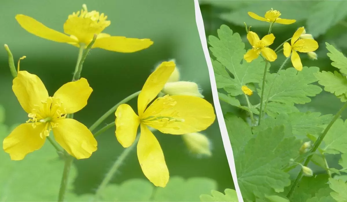 Чистотел на вашем участке: что означает его присутствие и как с ним бороться