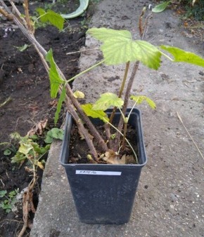 Секреты успешной посадки смородины осенью