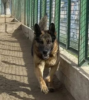 Астраханские кинологи отдают в хорошие руки служебных собак