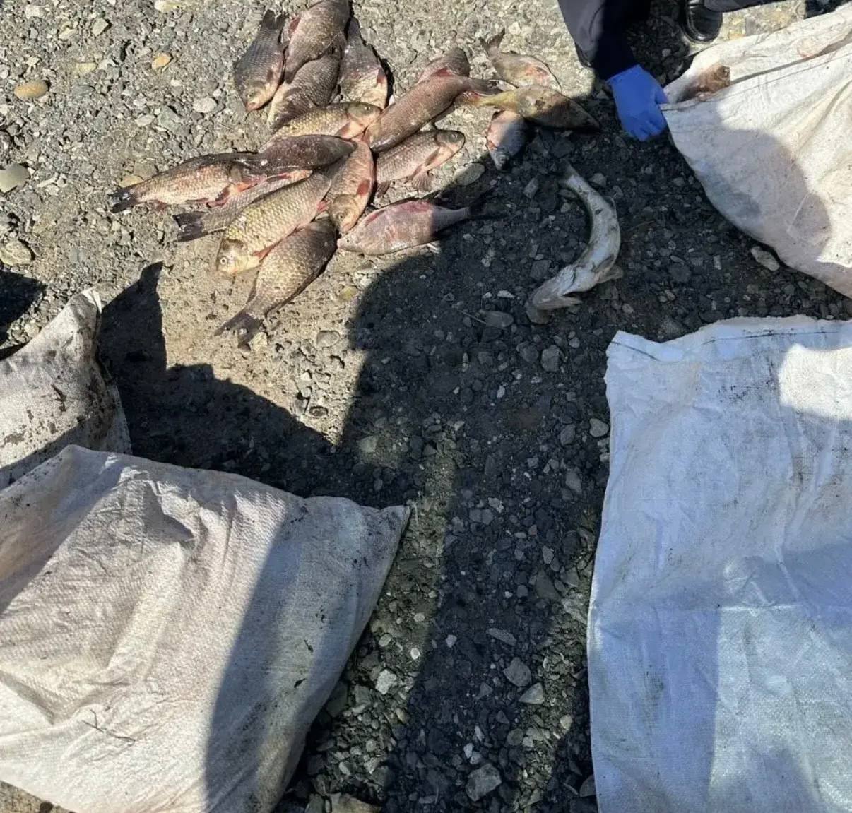 «Нашел на берегу»: у рыбака изъято более 100 особей рыбы со следами объячеивания