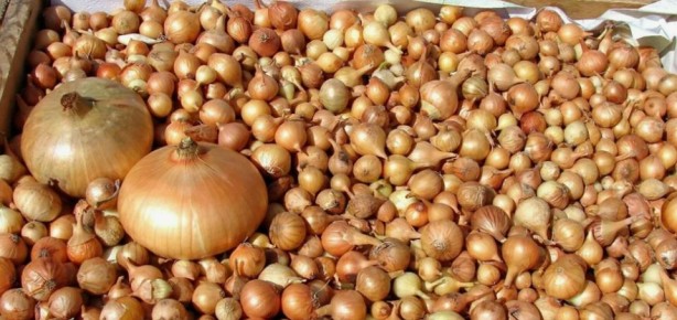 Выращивание крупного лука за один сезон: ваши первые шаги