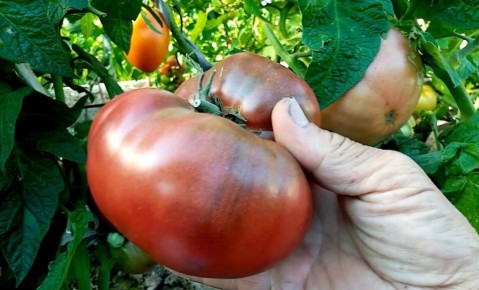 ������-�����: ���������, �� ������ - ������� ����� � ��������� �����