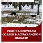 Трехлетняя девочка сбежала из детсада и была искусана собаками в Астраханской области