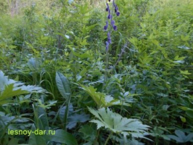 Уникальный мир борца северного: опасное очарование аконита