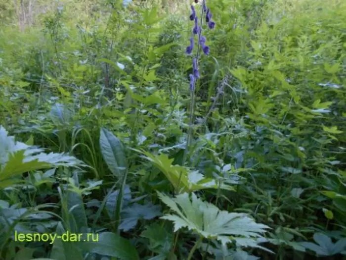 Уникальный мир борца северного: опасное очарование аконита