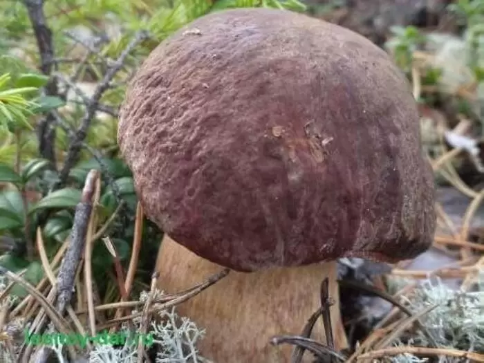 Узнайте все о белом грибе сосновом: король лесных деликатесов