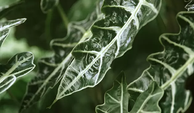 Алоказия: как обеспечить обильный рост и здоровье листьев