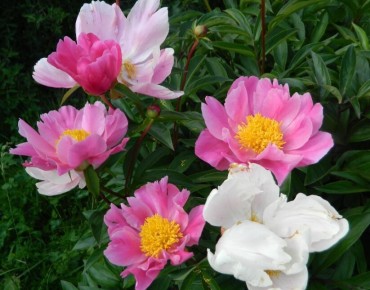 Введение в мир диких пионов