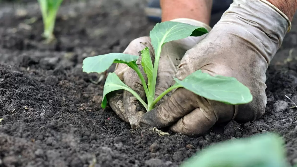 Как организовать раннюю высадку капусты в открытый грунт: практическое руководство