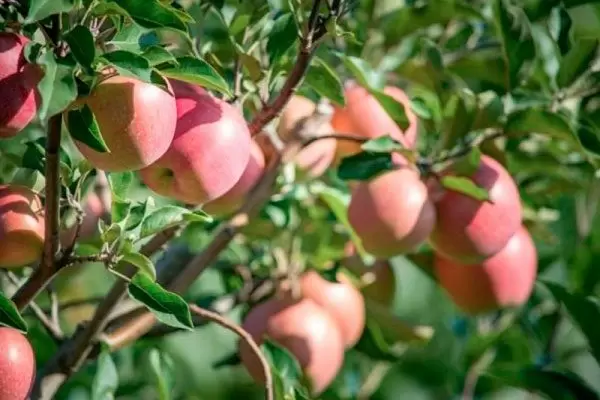 Яблоня Аркад: Как вырастить сладкие плоды с минимальными усилиями