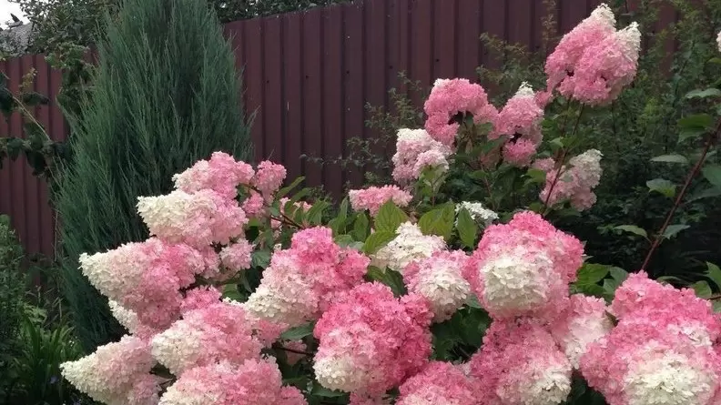 Обрезка гортензий осенью: ключевые шаги для цветущего успеха