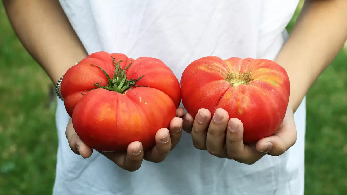 Крупноплодные томаты: как выбрать лучшие сорта для щедрого урожая