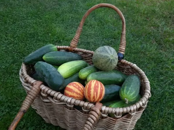 Почему огурцы не радуют урожаем: основные причины и решения