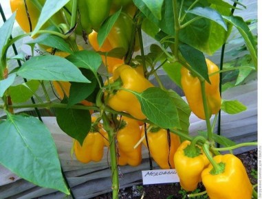 Сладкий перец Медовый: оптимальный выбор для вашего огорода