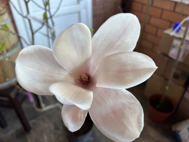 Как исправить щелочную почву и что на ней вырастет