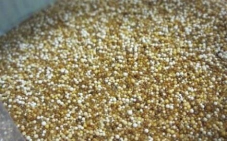 Ионитопоника: будущее агрономии без почвы