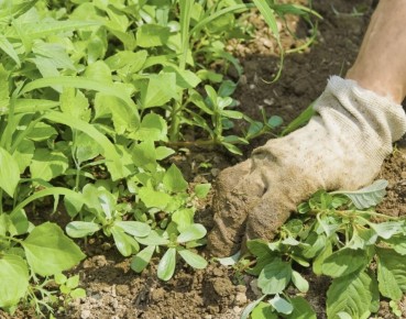 Топ-3 метода борьбы с сорняками в вашем саду: эффективные решения