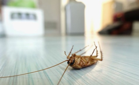 Почему тараканы снова возвращаются: важные факты и советы по борьбе с ними