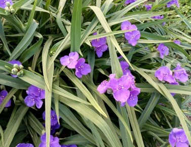 Секреты успешного укоренения традесканции