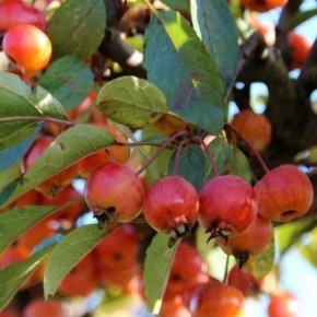 Яблоня Эверест: осенний сорт с терпкими плодами в полоску