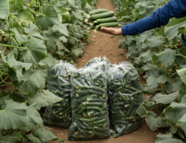 Оптимальные условия для роста огурцов