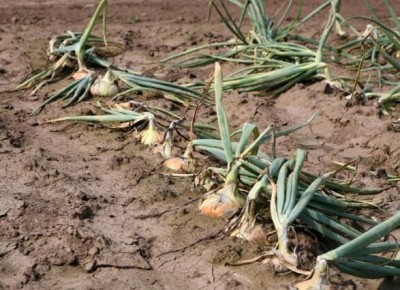 Причины пожелтения лука на грядках
