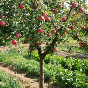 ��� ������� ������ ��������� ��������: ��� ��������-������ ��� ��������� ������