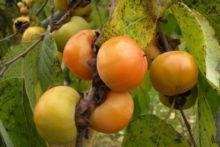 ��������� ����� �����: ��� ��������� ������� ����� ���� � �������� ��������?