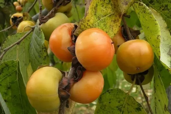 Необычная хурма Мидер: как вырастить сладкие плоды даже в холодных регионах?