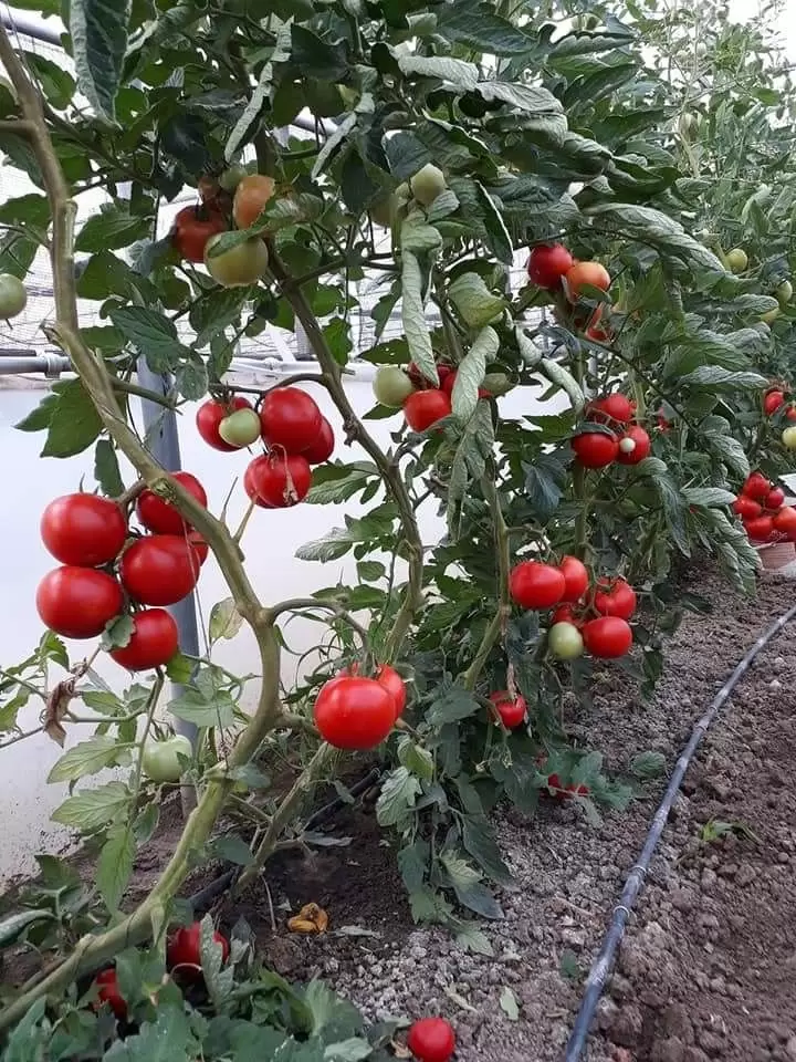 Несколько секретов для получения вкусных помидоров: советы для вашего огорода