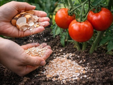 ��� ������ �������� ����� ����� �������� �������� ������ �������