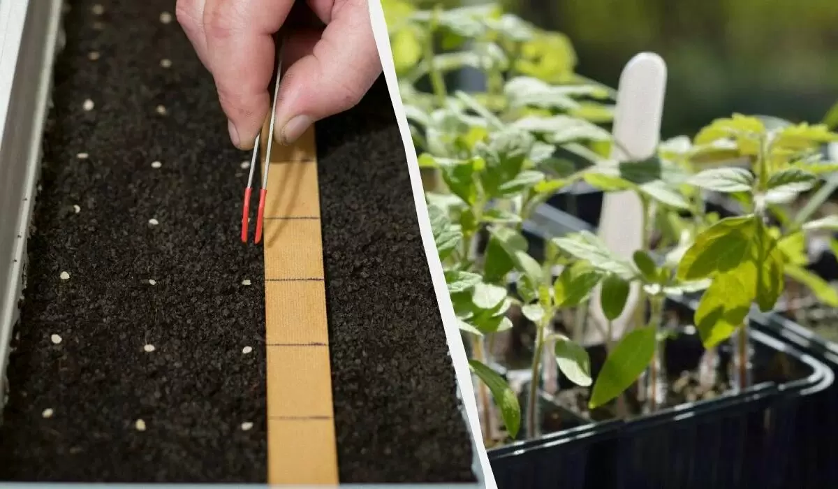 Как ускорить прорастание семян с помощью доступных средств