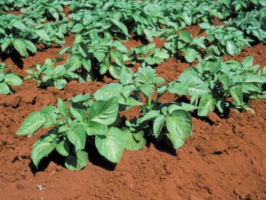 Как спасти подмёрзшую картошку: советы для дачников весной