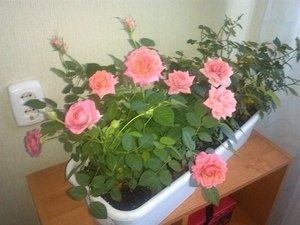 ��� ��������� ���������� ���� ����� �������: ������ � ������������