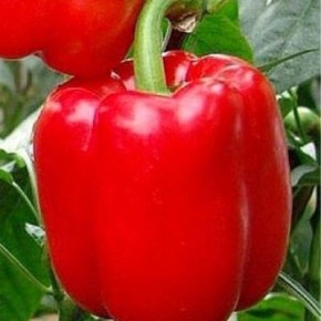 ������� ����� �������: ������������� ������ ��� ������ ������