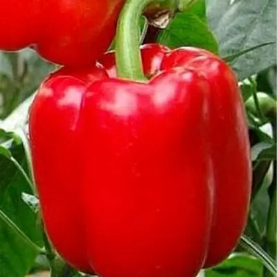 Сладкий перец Аполлон: универсальный гибрид для вашего урожая
