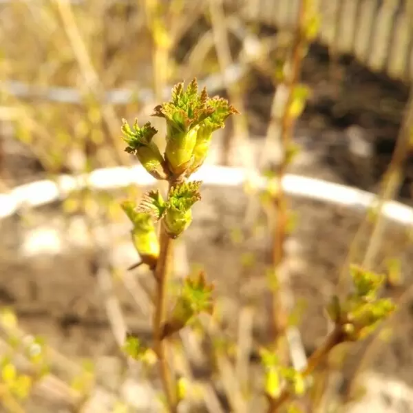 Весенний уход за смородиной: секреты ухода за ягодами в начале сезона