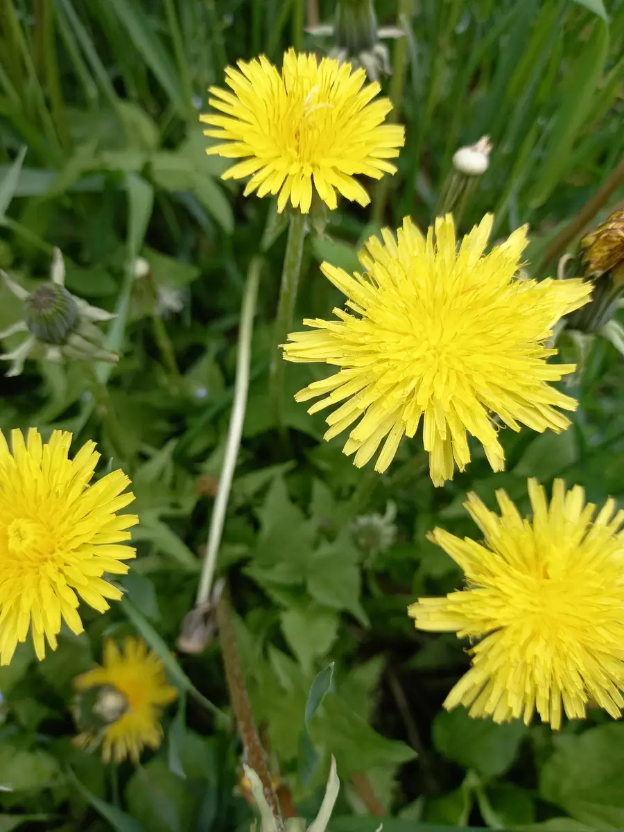 Как справиться с одуванчиками и сорняками: секреты успеха для дачников