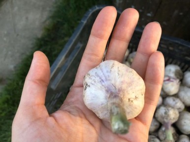 Почему весеннее выращивание озимого чеснока – плохая идея