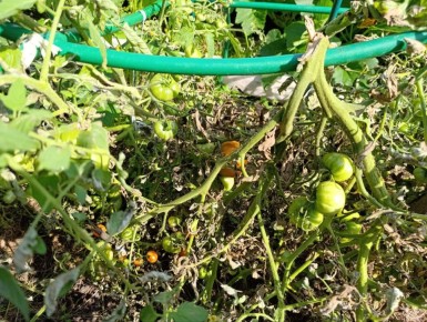 Погружение в дачную идиллию: от замены замка до купания в реке