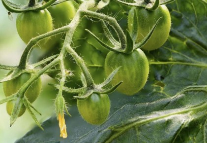 ��� ��������� ������ ������� � ���� ��� ������������ ������: ������ � ������������