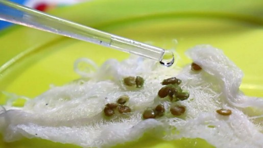 Как правильно замачивать семена перед посевом: советы по выбору жидкости